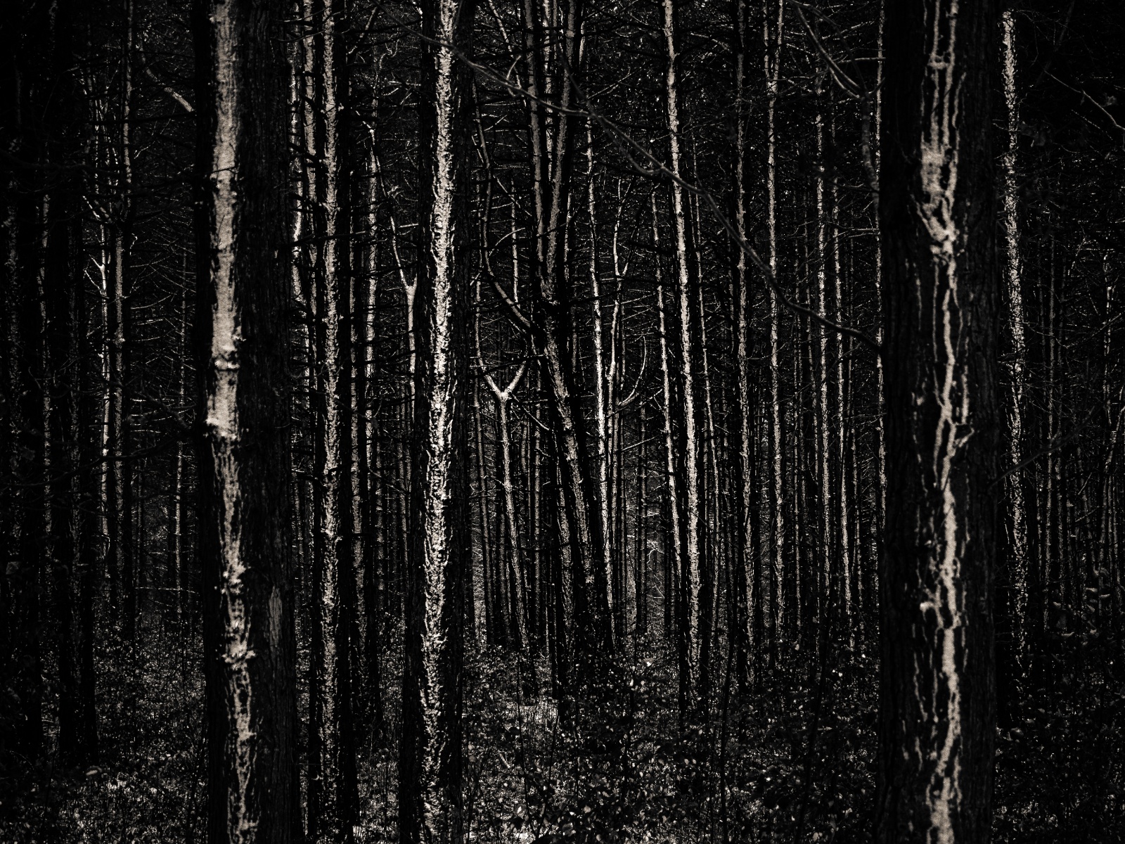 Ein dichter Wald aus dunklen Stämmen und schmalen hellen Linien füllt das Bild.